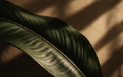 A single green leaf lit from the side